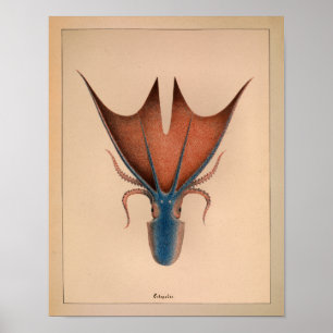 Impressão 1851 do polvo da cor do vintage