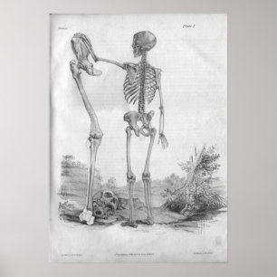 Impressão 1854 de esqueleto da anatomia do vintag
