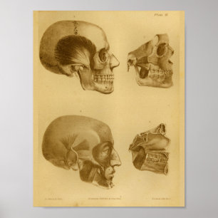 Impressão 1854 humano da anatomia da maxila do