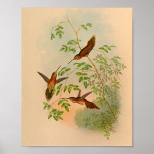 Impressão 1861 do colibri do eremita do vintage