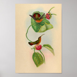 Impressão 1861 do colibri do eremita do vintage