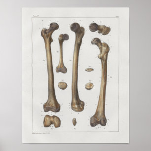 Impressão 1867 da anatomia do vintage dos ossos d