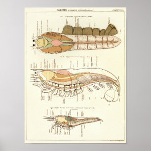 Impressão 1881 da anatomia da biologia da lagosta