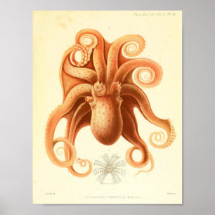 Impressão 1881 da arte do polvo da cor do vintage