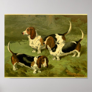 Impressão 1881 dos cães de Basset do vintage