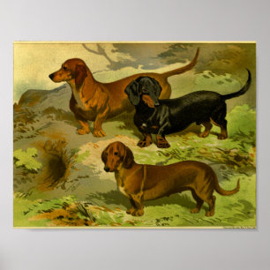 Impressão 1881 dos Dachshunds do vintage