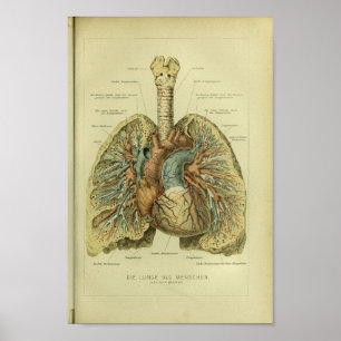 Impressão 1886 humano da anatomia dos pulmões do