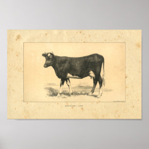 Impressão 1888 da vaca de Guernsey do vintage