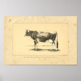 Impressão 1888 da vaca do jérsei do vintage