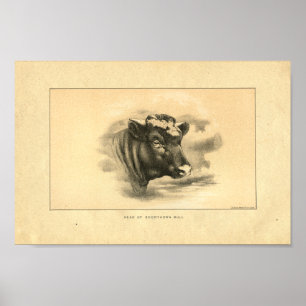 Impressão 1888 de Bull do Shorthorn do vintage