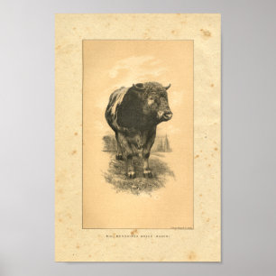 Impressão 1888 de Bull do vintage