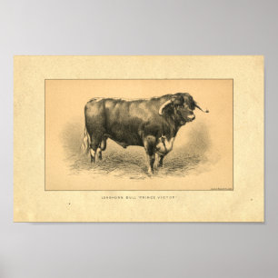Impressão 1888 de Bull do vintage