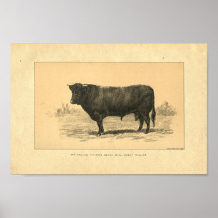 Impressão 1888 de Bull do vintage
