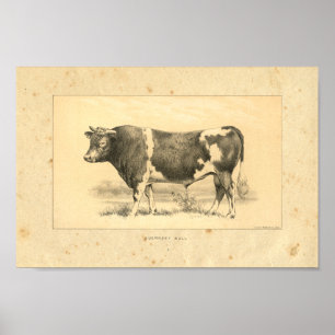 Impressão 1888 de Guernsey Bull do vintage