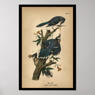 Impressão 1890 do pássaro Jay azul