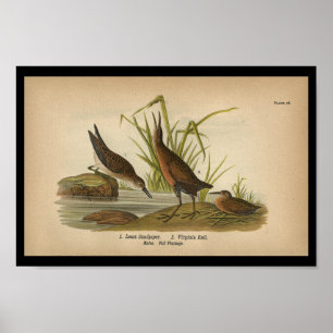 Impressão 1890 do pássaro menos borrelho