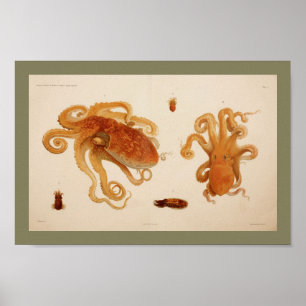 Impressão 1896 da arte do polvo da cor do vintage
