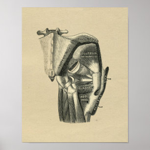 Impressão 1902 anca humano do vintage da anatomia