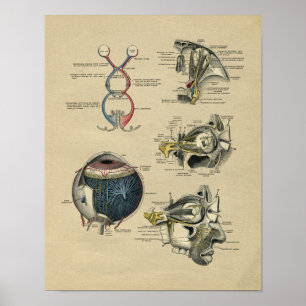 Impressão 1902 do vintage da anatomia do olho