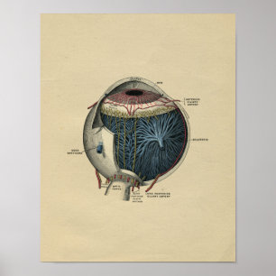 Impressão 1902 do vintage da anatomia do olho