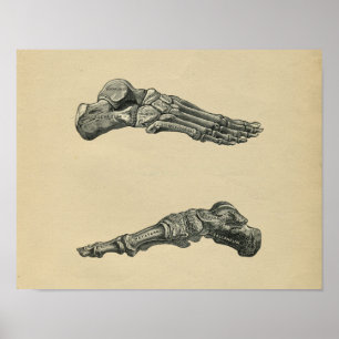Impressão 1902 do vintage da anatomia do pé huma