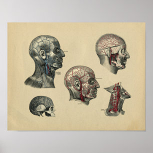Impressão 1902 do vintage da anatomia do pescoço