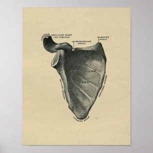 Impressão 1902 humano do vintage da anatomia da