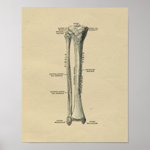 Impressão 1902 humano do vintage da anatomia da