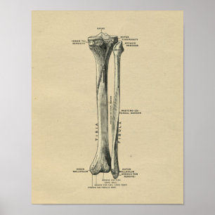 Impressão 1902 humano do vintage da anatomia da