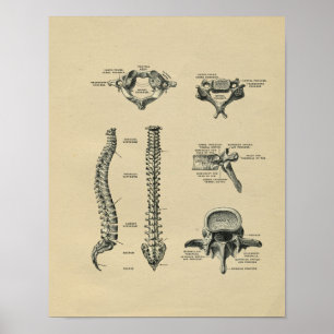Impressão 1902 humano do vintage da anatomia da
