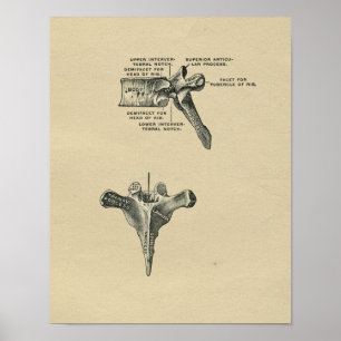 Impressão 1902 humano do vintage da anatomia das