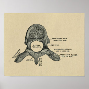 Impressão 1902 humano do vintage da anatomia das