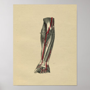 Impressão 1902 humano do vintage da anatomia do