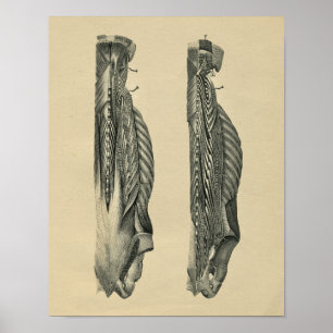 Impressão 1902 humano do vintage da anatomia do