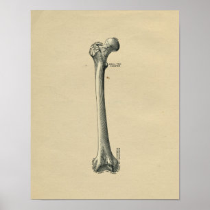 Impressão 1902 humano do vintage da anatomia do