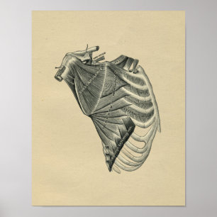 Impressão 1902 humano do vintage da anatomia do