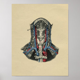 Impressão 1902 humano do vintage da anatomia do n