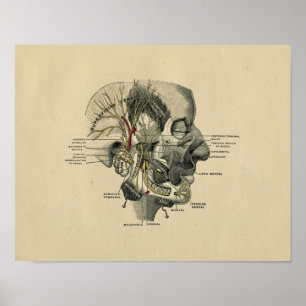 Impressão 1902 humano do vintage da anatomia dos