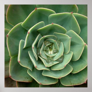 Impressão 2 do Succulent