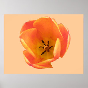 Impressão alaranjado da tulipa