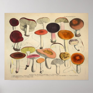 Impressão alaranjado vermelho da variedade do