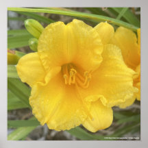 impressão Amarelo-cinzento