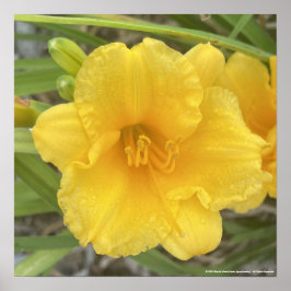 impressão Amarelo-cinzento