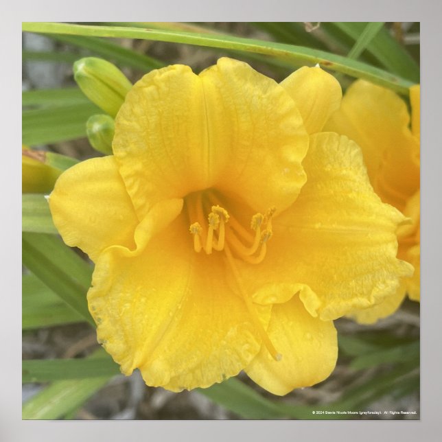 impressão Amarelo-cinzento (Frente)