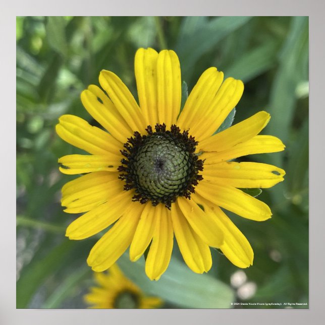 impressão Amarelo-cinzento (Frente)
