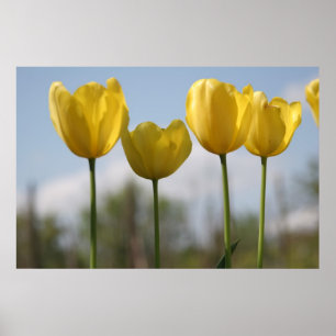 Impressão amarelo das tulipas