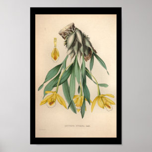 impressão Amarelo de 1860 Vintage Orchid Flower