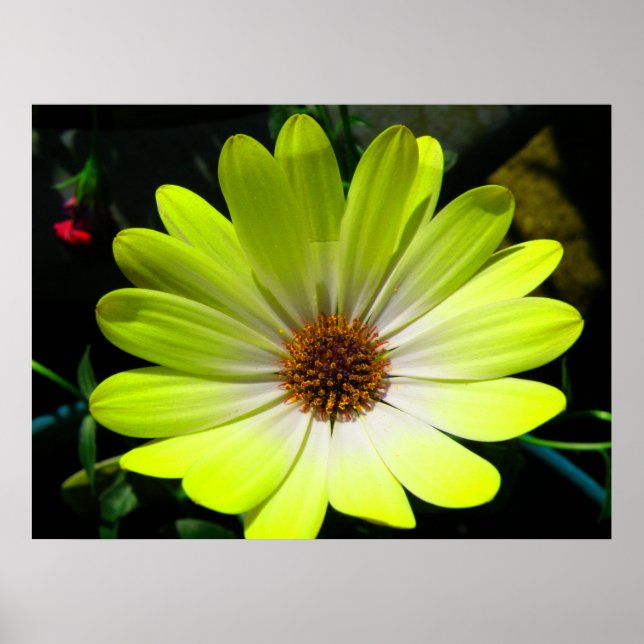 Impressão amarelo fluorescente margarida africana (Frente)