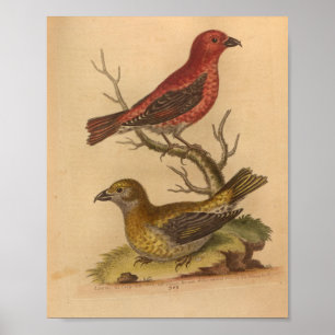 Impressão Amarelo Vintage Bird