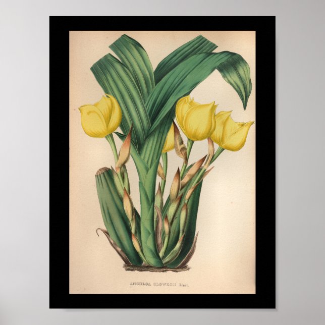 Impressão Amarelo Vintage Orchid Flower (Frente)